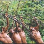 Tribus fascinantes