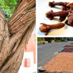 La increíble historia del árbol de clavo de Indonesia