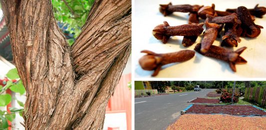 La increíble historia del árbol de clavo de Indonesia
