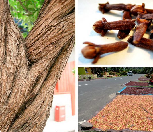 La increíble historia del árbol de clavo de Indonesia La increíble historia del árbol de clavo de Indonesia