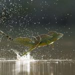 caminar sobre el agua