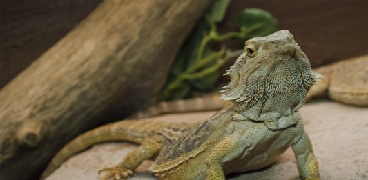 ¡Conoce a este lagarto que cambia de sexo con la temperatura!