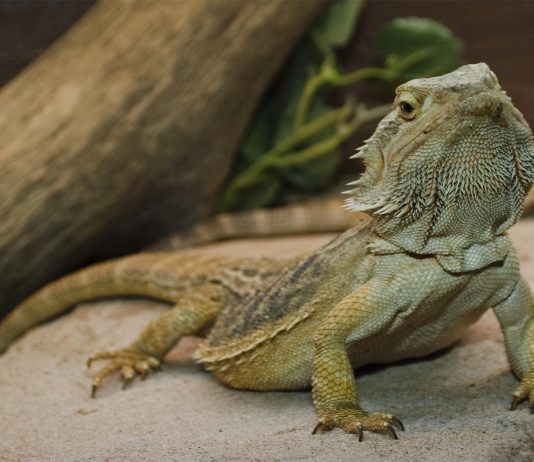 ¡Conoce a este lagarto que cambia de sexo con la temperatura!