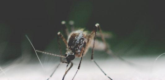 origen de la malaria