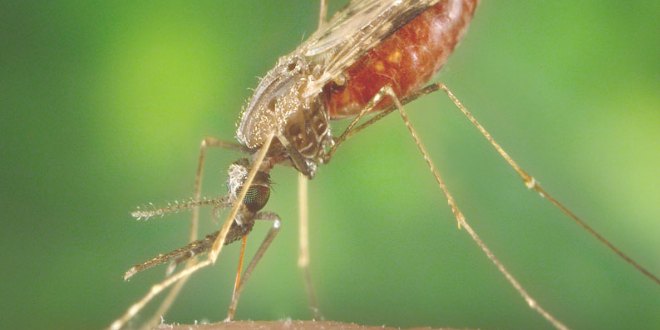 origen de la malaria