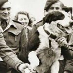 La medalla DICKIN: la Cruz Victoria al valor de los animales