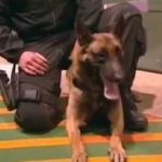 La medalla DICKIN: la Cruz Victoria al valor de los animales