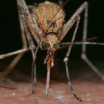 ¿Funcionan los repelentes de mosquitos por ultrasonidos?