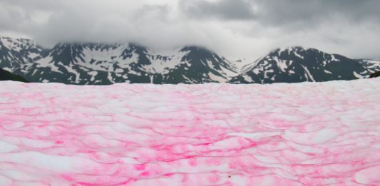 La bella pero peligrosa nieve de sandía