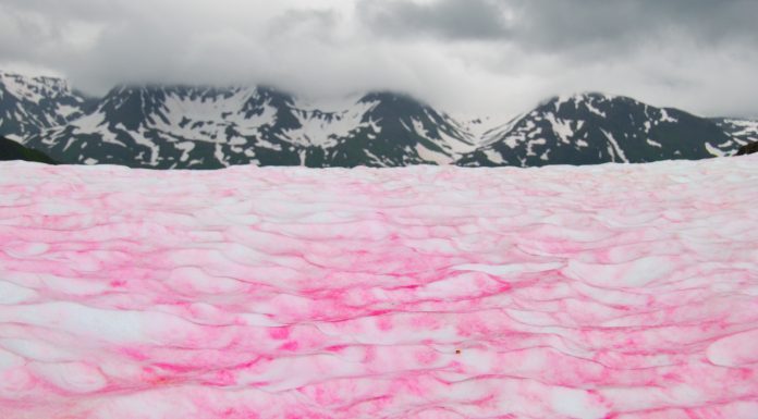 La bella pero peligrosa nieve de sandía