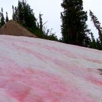 nieve de sandía