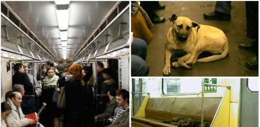 Los perros callejeros de Moscú van en metro, pero ¿cómo han aprendido? Los perros callejeros de Moscú van en metro, pero ¿cómo han aprendido?