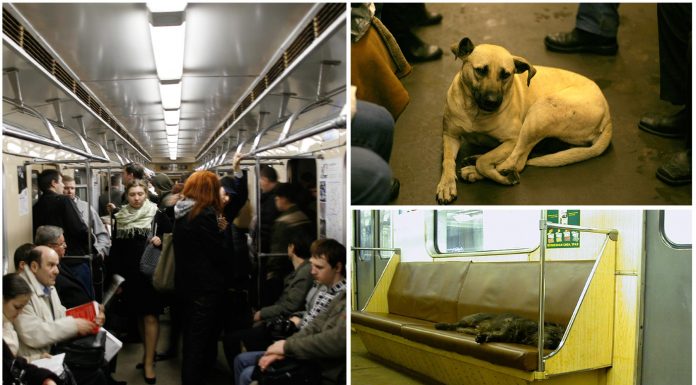 Los perros callejeros de Moscú van en metro, pero ¿cómo han aprendido?