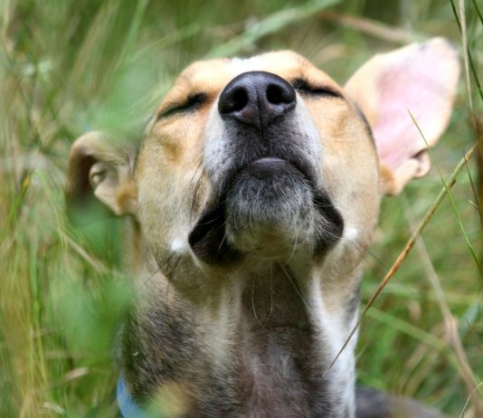 ¿Por qué son capaces de volver a casa los perros aunque se pierdan? ¿Por qué son capaces de volver a casa los perros aunque se pierdan?