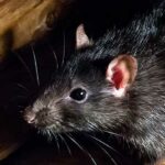 pulga de la rata negra