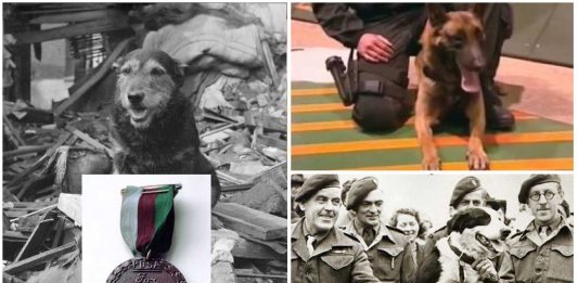 La medalla DICKIN: la Cruz Victoria al valor de los animales