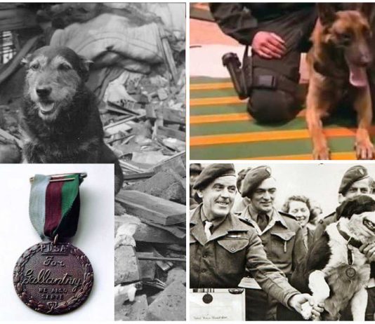 La medalla DICKIN: la Cruz Victoria al valor de los animales