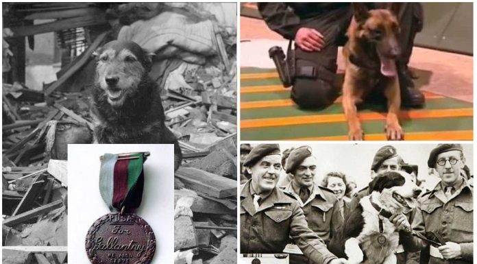 La medalla DICKIN: la Cruz Victoria al valor de los animales
