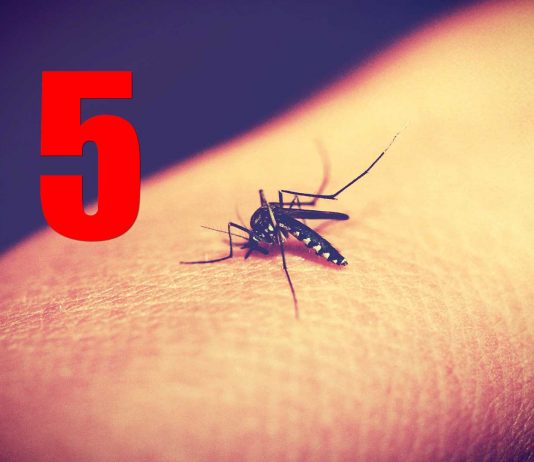 ¡5 cosas que te hacen atractivo para los mosquitos!