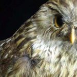 7 animales extintos que te fascinará conocer