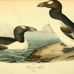 7 animales extintos que te fascinará conocer