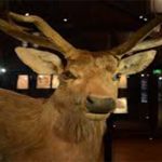 7 animales extintos que te fascinará conocer