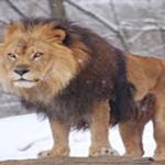 7 animales extintos que te fascinará conocer