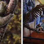 7 animales extintos que te fascinará conocer