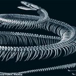 7 animales extintos que te fascinará conocer