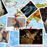 7 animales extintos que te fascinará conocer
