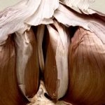 5 poderosos antibióticos naturales