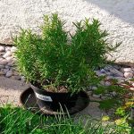 5 poderosos antibióticos naturales