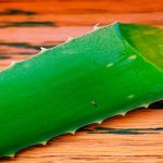 5 poderosos antibióticos naturales