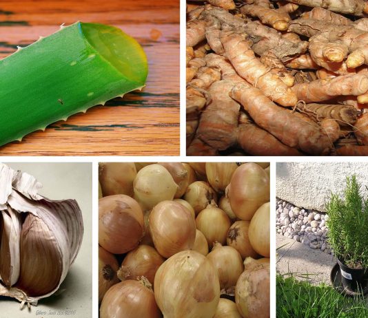 5 poderosos antibióticos naturales