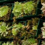 Árboles urbanos contra la contaminación