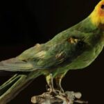 animales extintos y porque se extinguieron