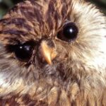 especies extintas