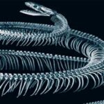 especies extintas