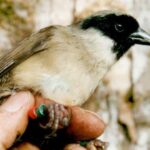 animales extintos y porque se extinguieron