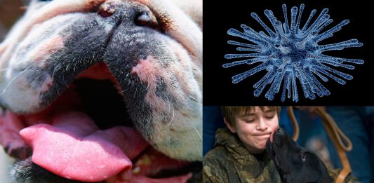 ¿La saliva de perro podría matarte?
