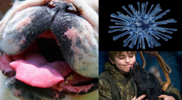 ¿La saliva de perro podría matarte?