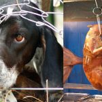 Los 6 festivales más crueles con los animales