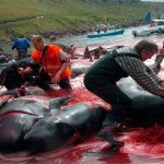 Los 6 festivales más crueles con los animales