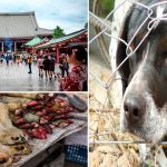 Los 6 festivales más crueles con los animales