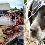 Los 6 festivales más crueles con los animales 2