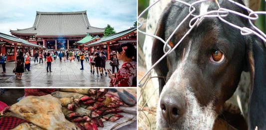 Los 6 festivales más crueles con los animales Los 6 festivales más crueles con los animales 2