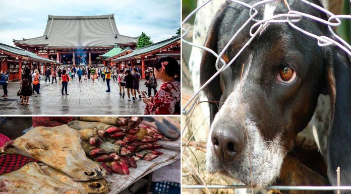 Los 6 festivales más crueles con los animales 2