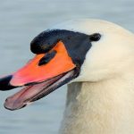 Los 6 festivales más crueles con los animales