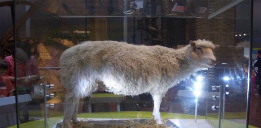 ¡Se cumplen 20 años de la oveja Dolly!