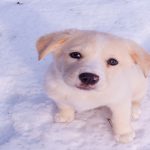 8 cosas que hacen a tu perro infeliz, aunque no te lo imagines